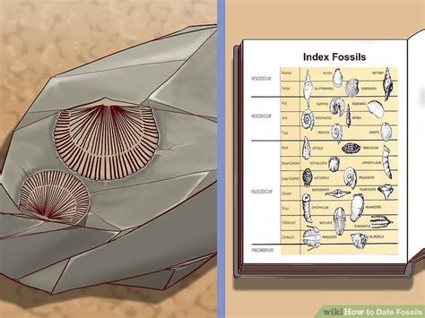 How to Date Fossils: 7 Steps (with Pictures)